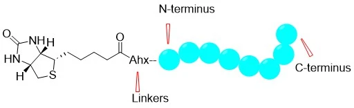 Peptid biotinilate
