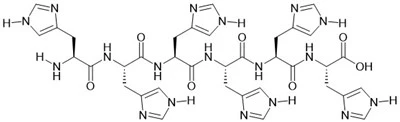 6×Peptid li