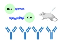 Peptide konjige KLH,BSA oswa OVA